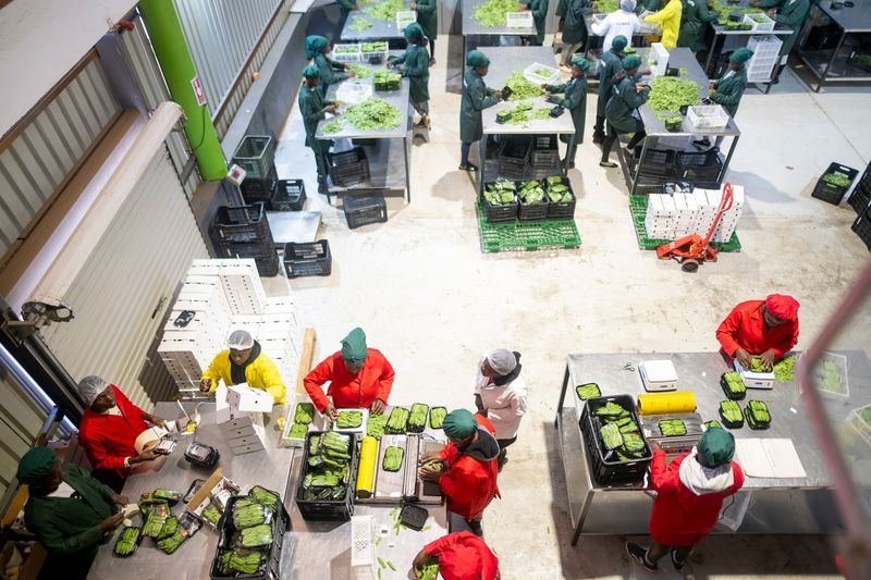Packhouse Operation