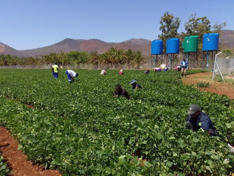 KUMINDA, Connecting small scale farmers produce with key markets