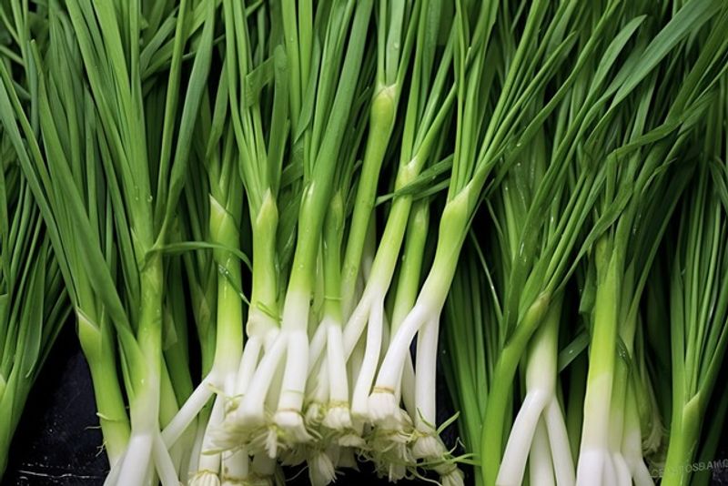 Spring Onion